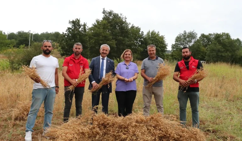 İzmit Belediyesi ilk nohut hasadını yaptı 