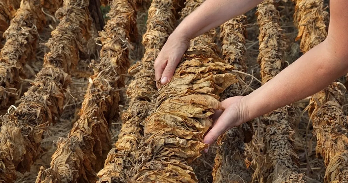 tutun-sektoru-2025-yilinda-80-bin-ton-uretim-hedefi-koydu-xqCj4TFc.webp