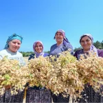 Atalık tohumlar geleceğe taşınıyor